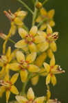 Loomis' yellow loosestrife